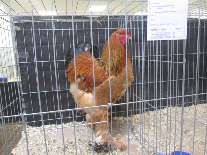 IMG_3711 - Expozitia Nationala de Pasari si Animale mici de curte de la Suceava Noiembrie 2014