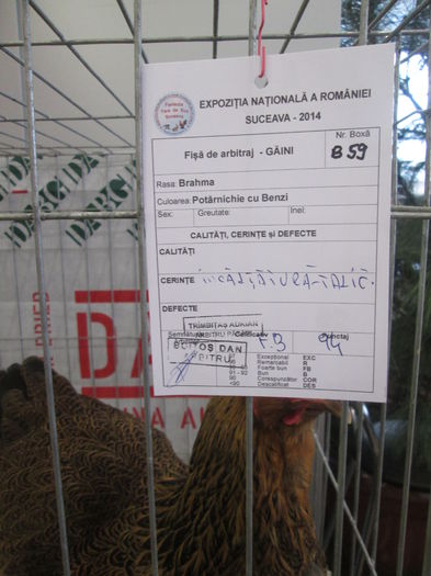 IMG_3681 - Expozitia Nationala de Pasari si Animale mici de curte de la Suceava Noiembrie 2014