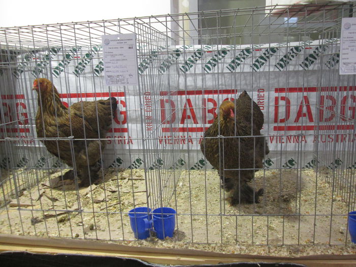 IMG_3675 - Expozitia Nationala de Pasari si Animale mici de curte de la Suceava Noiembrie 2014