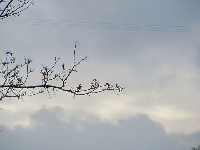  - Diverse 2 - Gradina cu frunze