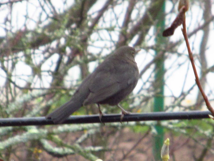 bruiaj- semnal - Diverse 2 - Gradina cu frunze