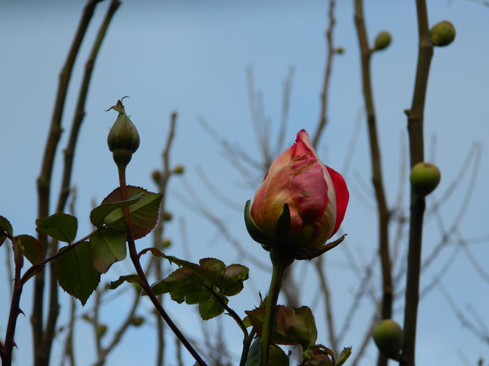 DSCN5195 - TRANDAFIRI_DE_DECEMBRIE_2014
