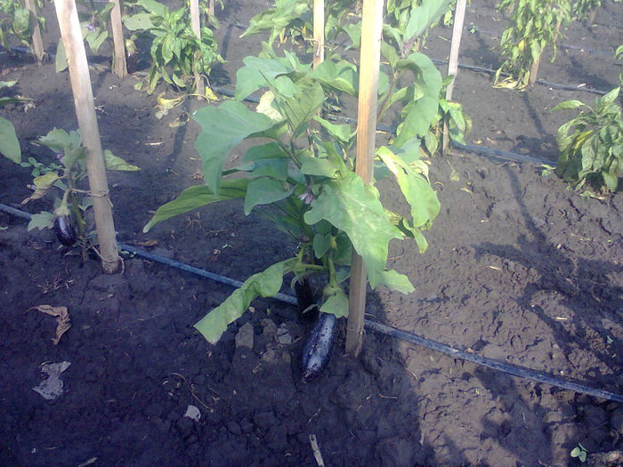 Photo0183