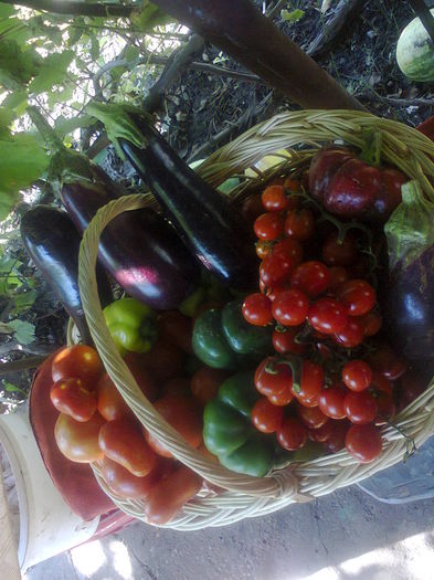 Photo0271