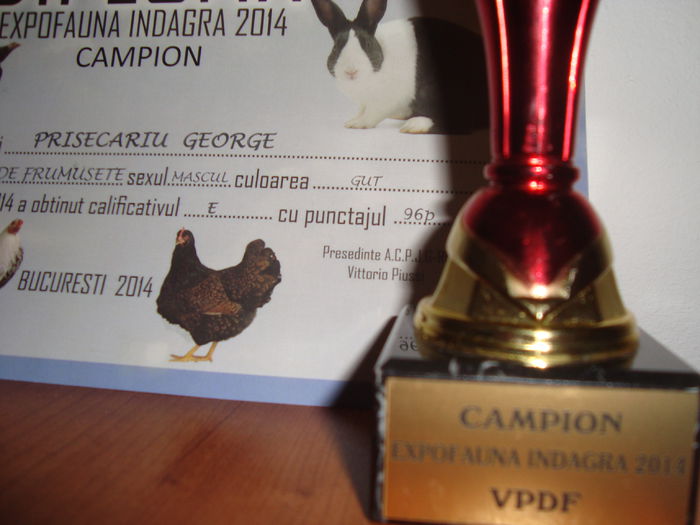 DSC03038 - Campion Indagra 2014 nov - cupa si diploma