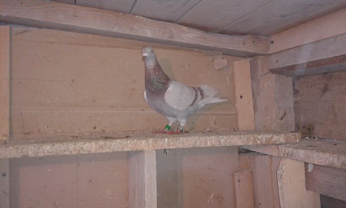 Ro 2015  1203562 ucp