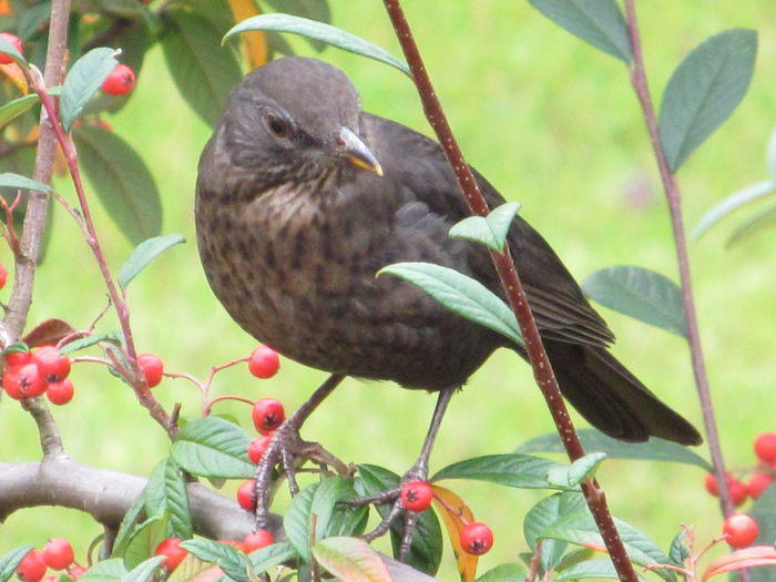  - Diverse 2 - Gradina cu frunze