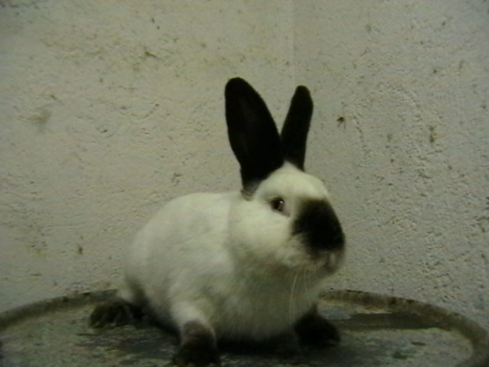 IMGA0735 - A-IEPURI TINERET CALIFORNIAN