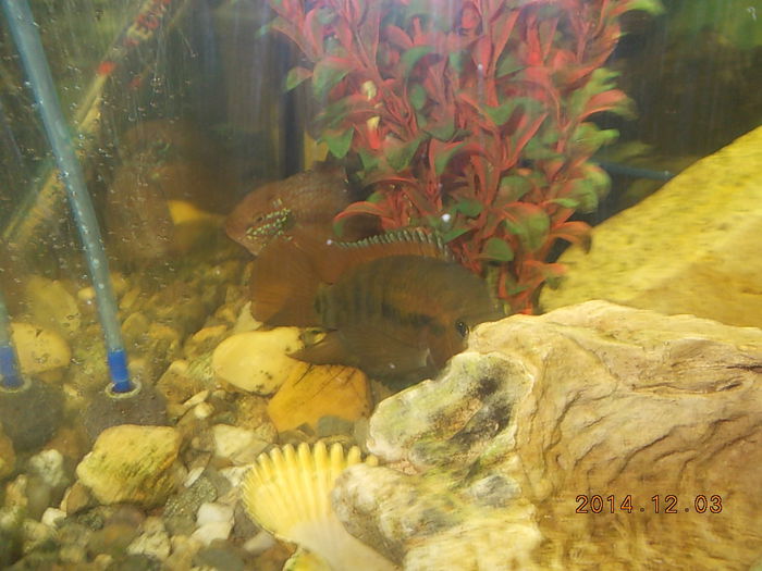 DSCN0974 - PESTISORII MEI