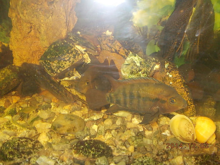 DSCN0980 - PESTISORII MEI