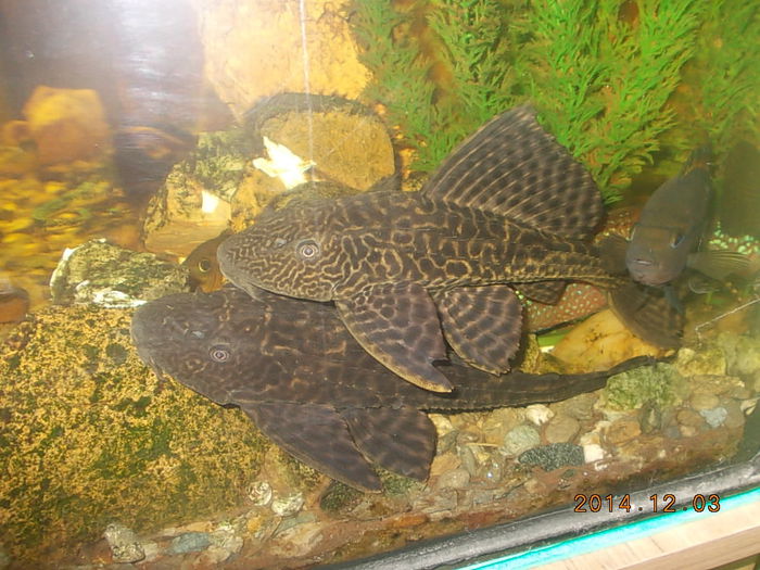 plecostomus - PESTISORII MEI