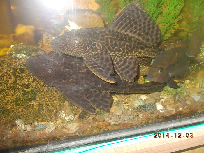 DSCN0987 - PESTISORII MEI