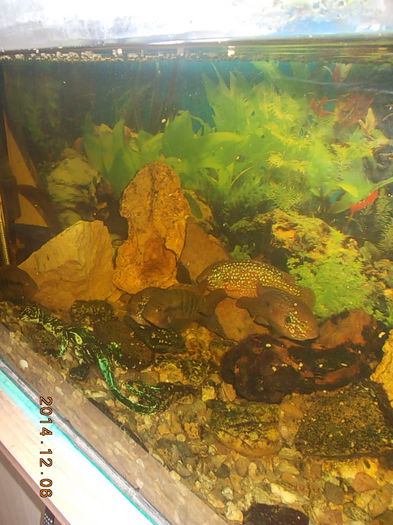 DSCN1004 - PESTISORII MEI