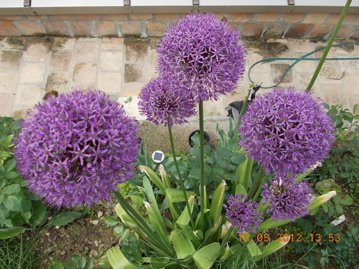 547659_472243099457497_1849699138_n