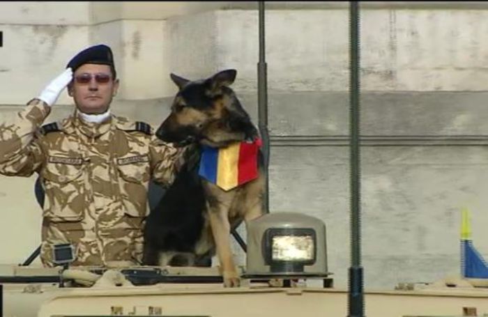 Max-cavalerul armatei RO - Diaspora RO-vot 2014 _ stiri diverse