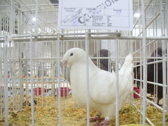 P1190841 - Expozitia nationala Suceava 2014