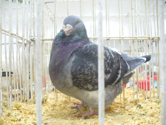 P1190848 - Expozitia nationala Suceava 2014