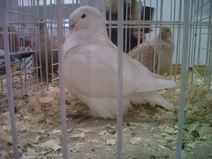 IMG02054-20141129-1438