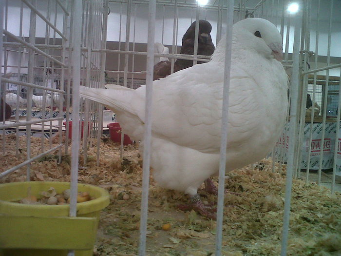 IMG02057-20141129-1439