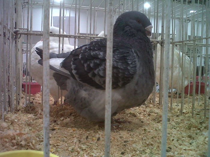 IMG02063-20141129-1441