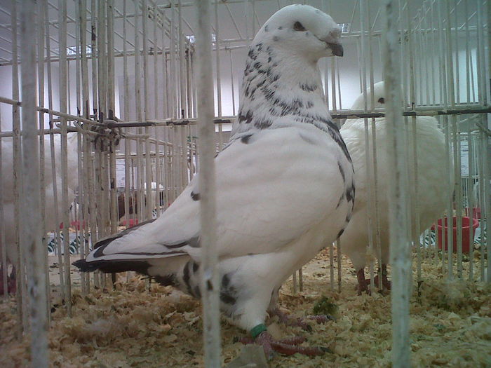 IMG02069-20141129-1443