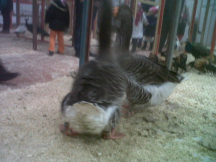 IMG02074-20141129-1445