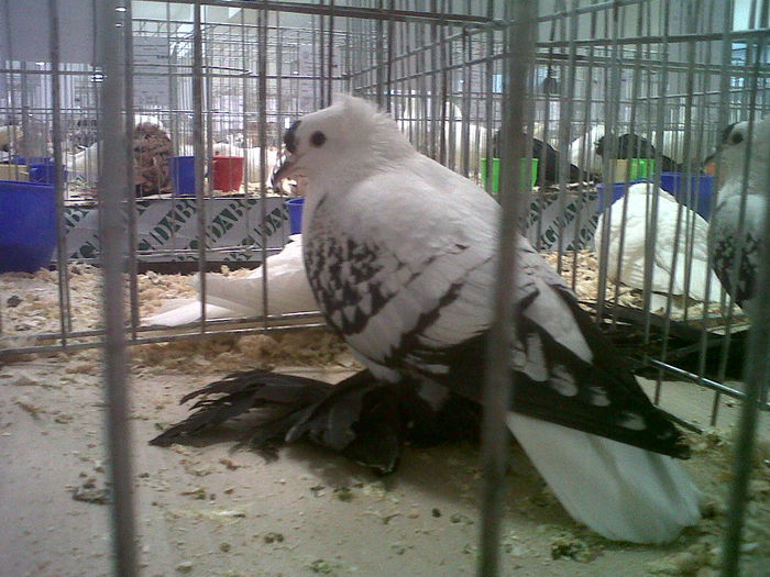 IMG02113-20141129-1452 - Expozitia nationala Suceava 2014
