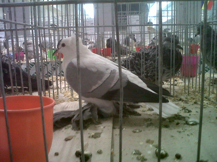 IMG02123-20141129-1454