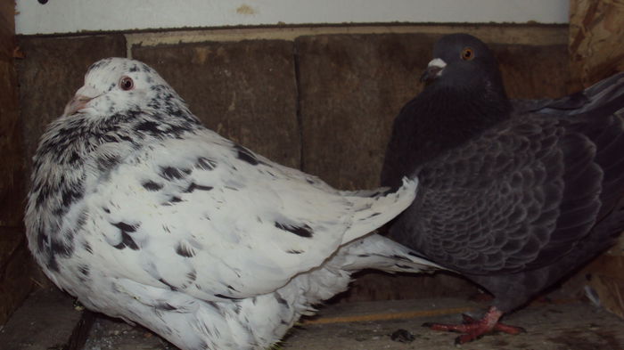 nu vezi ca ... deranjezi