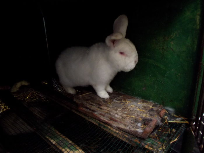 ursu-mascul neozeelandez alb