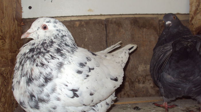 doi bani nu dau pe camera ta