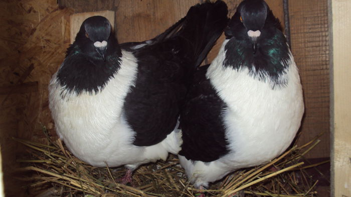 ...pleaca ca iti sparg aparatul