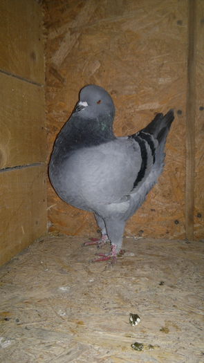 2014-11-21-2069 - Copy - kingi