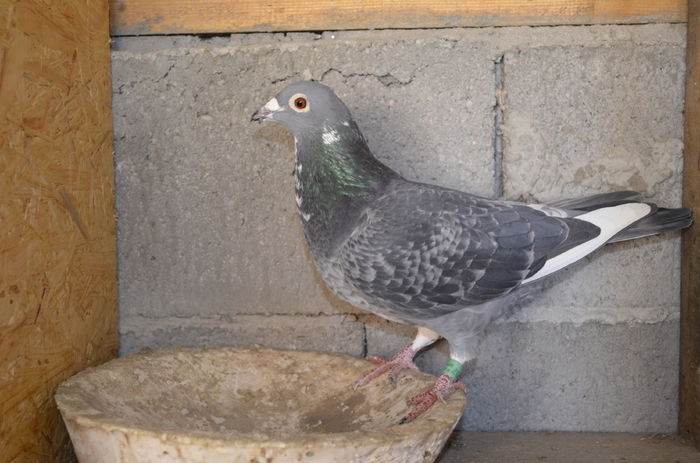 Femela Silver Toye - Porumbei-amintiri