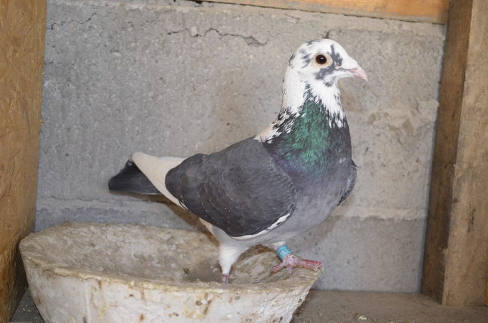 Mascul Silver Toye - Porumbei-amintiri