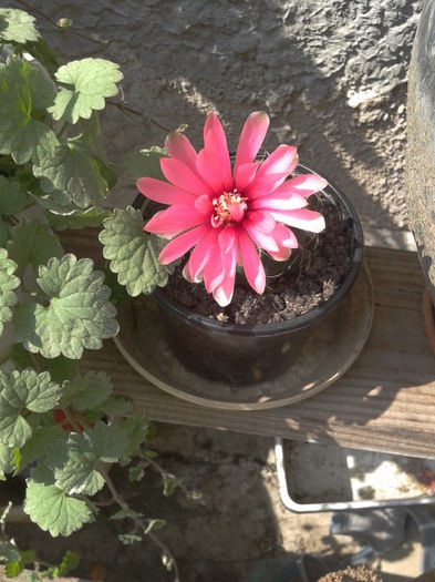 2014-06-27 16.51.25 - flori 2014