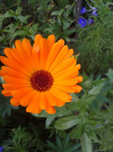 2014-07-06 19.15.43 - flori 2014