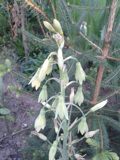 Galtonia - flori 2014