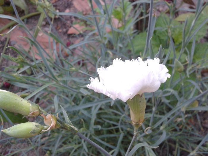 2014-07-06 19.24.21 - flori 2014