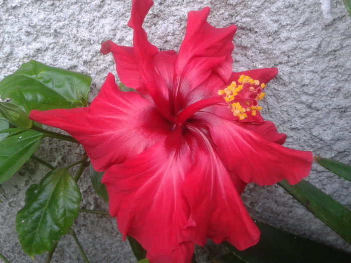 2014-07-09 08.35.27 - flori 2014