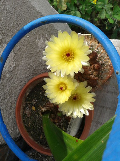 2014-07-10 15.59.51 - flori 2014