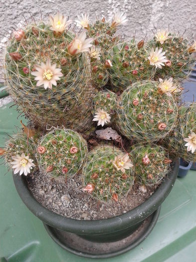 2014-07-10 16.04.31 - flori 2014