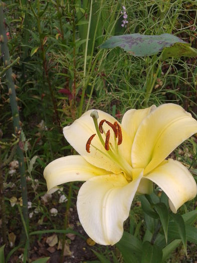 2014-07-10 16.07.38 - flori 2014
