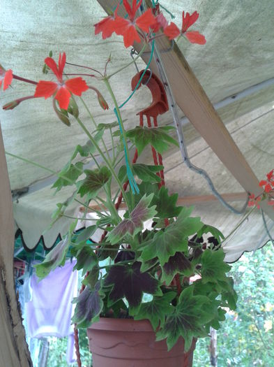 2014-07-10 16.12.39 - flori 2014