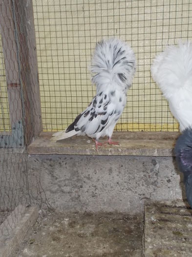 gulerati 7 dec 14 001