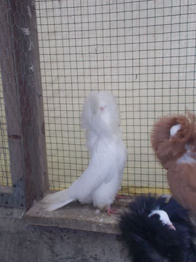 gulerati 7 dec 14 003