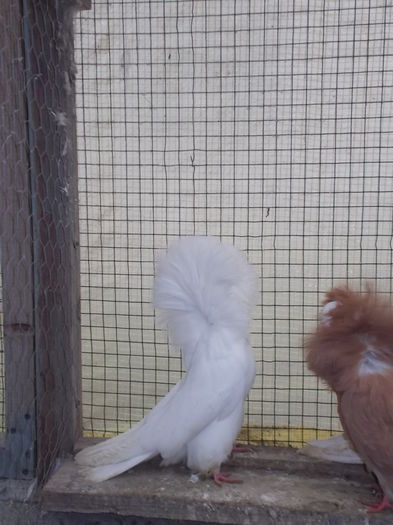 gulerati 7 dec 14 004