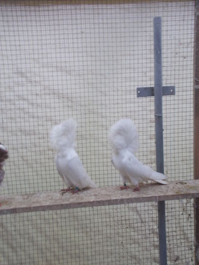 gulerati 7 dec 14 008