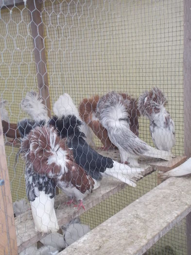 gulerati 7 dec 14 013