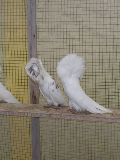 gulerati 7 dec 14 018